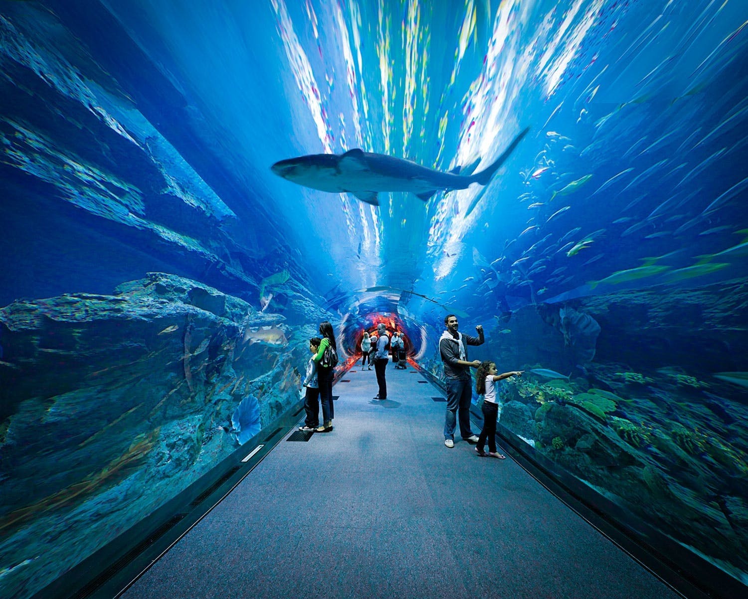 The Dubai Aquarium And Underwater Zoo My Dubai Adventure